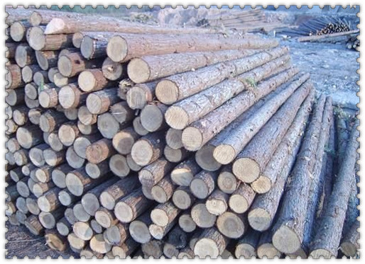 原木